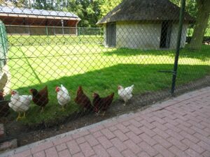 De Revehof - Minicamping - Feestlocatie