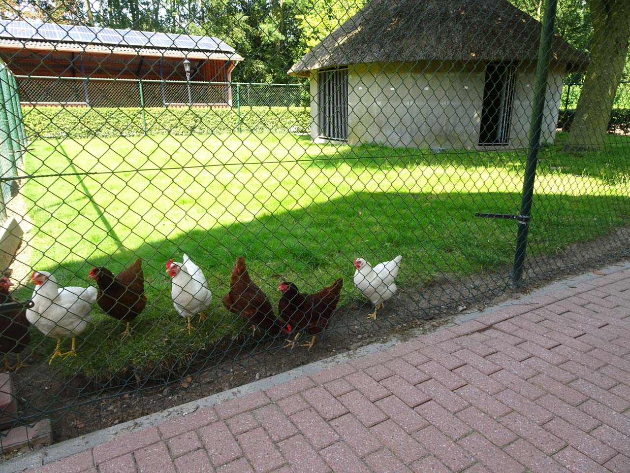 De Revehof - Minicamping - Feestlocatie