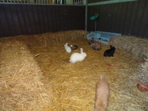 De Revehof - Minicamping - Feestlocatie